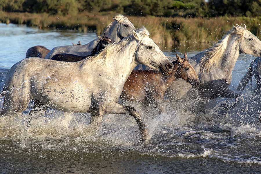 Pferde-im-Wasser